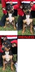 Meagle Dogs for adoption in DALLAS, TX, USA