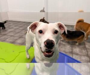 Labrador Retriever-Unknown Mix Dogs for adoption in Plainfield, IL, USA