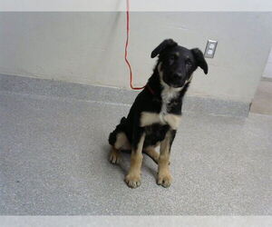 German Shepherd Dog-Unknown Mix Dogs for adoption in Pasadena, TX, USA