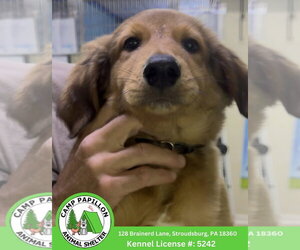 English Shepherd-Unknown Mix Dogs for adoption in Stroudsburg, PA, USA