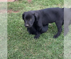 Labrador Retriever-Unknown Mix Dogs for adoption in Grafton, WI, USA