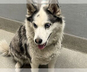 Siberian Husky-Unknown Mix Dogs for adoption in Las Vegas, NV, USA