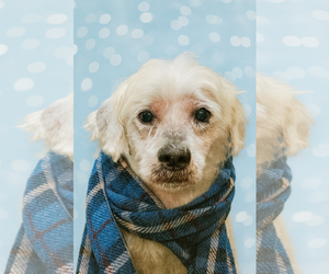 Havanese-Unknown Mix Dogs for adoption in Mt. Laurel, NJ, USA