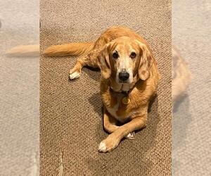 Basset Hound Dogs for adoption in Menifee, CA, USA