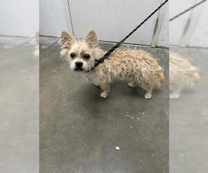 Cairn Terrier-Unknown Mix Dogs for adoption in Rosenberg, TX, USA