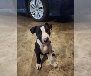 Mutt Dogs for adoption in Candler, NC, USA
