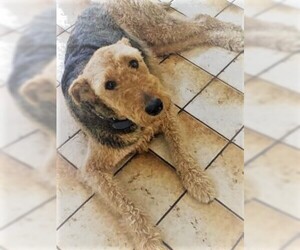 Airedale Terrier Dogs for adoption in Rowayton, CT, USA