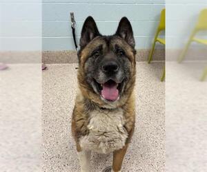 Akita Dogs for adoption in Brighton, CO, USA