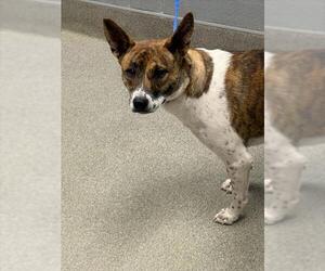 Mutt Dogs for adoption in Las Vegas, NV, USA