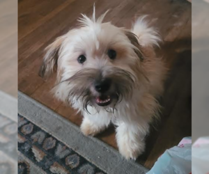Hava-Apso Dogs for adoption in Brooklyn Center, MN, USA