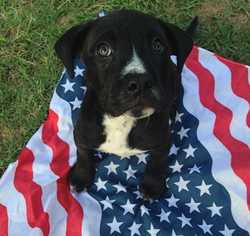 Labrottie Dogs for adoption in Conway, AR, USA