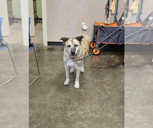 Mutt Dogs for adoption in Rockwall, TX, USA
