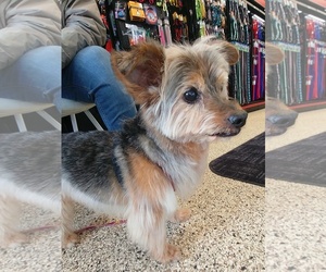 Australian Terrier-Unknown Mix Dogs for adoption in South Saint Paul, MN, USA