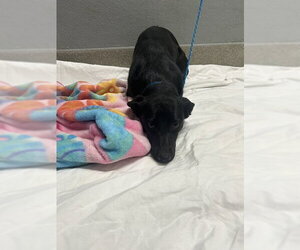 Labrador Retriever-Unknown Mix Dogs for adoption in Las Vegas, NV, USA