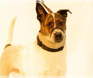 Labrador Retriever-Unknown Mix Dogs for adoption in Brooklyn Center, MN, USA