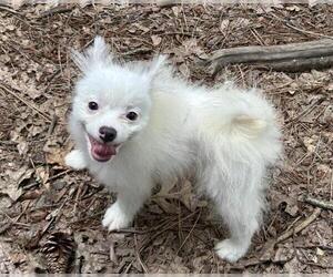 Pomeranian-Unknown Mix Dogs for adoption in Raleigh, NC, USA