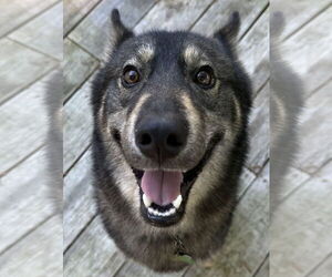 German Shepherd Dog-Unknown Mix Dogs for adoption in Cumming, GA, USA
