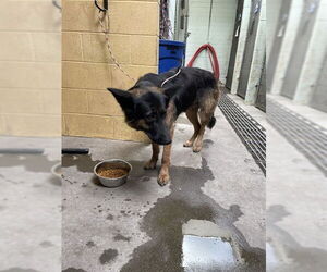 German Shepherd Dog Dogs for adoption in Stockton, CA, USA