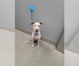 German Shorthaired Pointer-Unknown Mix Dogs for adoption in Las Vegas, NV, USA