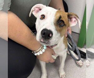 Beagle-Unknown Mix Dogs for adoption in Washington, DC, USA