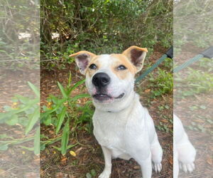 Jack Russell Terrier-Unknown Mix Dogs for adoption in Hilton Head, SC, USA