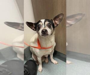 Rat-Cha Dogs for adoption in Baytown, TX, USA