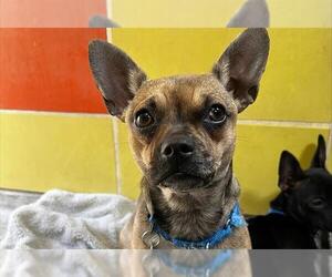 French Bullhuahua Dogs for adoption in Redwood City, CA, USA