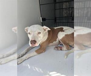 American Pit Bull Terrier Dogs for adoption in Houston, TX, USA