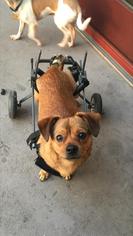 ShiChi Dogs for adoption in Aurora, CO, USA