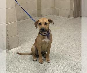 Black Mouth Cur-Unknown Mix Dogs for adoption in Conroe, TX, USA