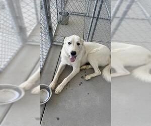 Great Pyrenees Dogs for adoption in Bakersfield, CA, USA