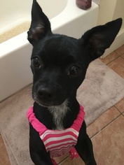 Chiweenie Dogs for adoption in Santa Monica, CA, USA