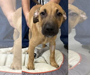 Mutt Dogs for adoption in Royal Palm Beach, FL, USA