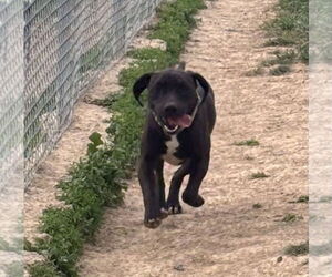 American Pit Bull Terrier-Labrador Retriever Mix Dogs for adoption in Rutledge, TN, USA