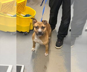 American Staffordshire Terrier-Unknown Mix Dogs for adoption in Tallahassee, FL, USA