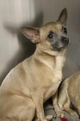 Medium Photo #1 Chihuahua Puppy For Sale in Morganville, NJ, USA
