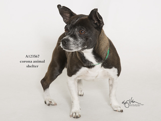 Boston Huahua Dogs for adoption in Corona, CA, USA