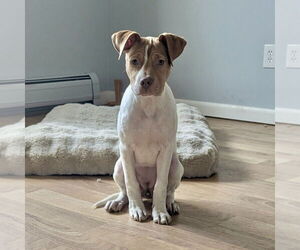 American Pit Bull Terrier-Unknown Mix Dogs for adoption in Brewster, NY, USA