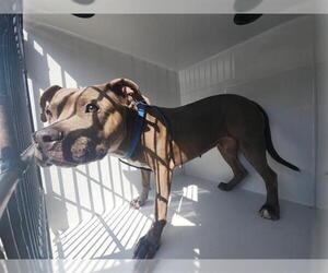 American Pit Bull Terrier-Unknown Mix Dogs for adoption in Houston, TX, USA