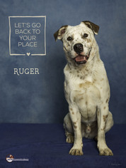 Medium Photo #1 Mutt Puppy For Sale in Acton, CA, USA
