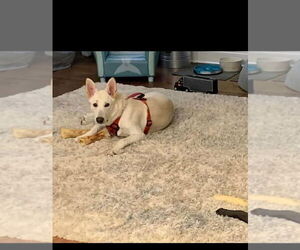 German Shepherd Dog Dogs for adoption in garner, NC, USA