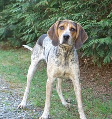 Medium Photo #1 Bluetick Coonhound Puppy For Sale in Rocky Mount, VA, USA