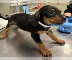 Doberman Pinscher-Unknown Mix Dogs for adoption in Conroe, TX, USA