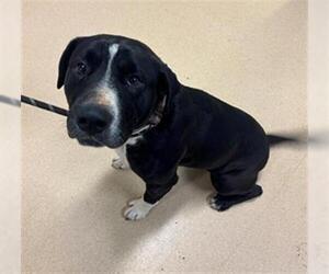 Mutt Dogs for adoption in South Lake Tahoe, CA, USA
