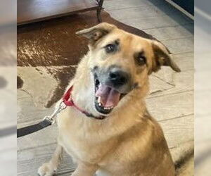 Labrador Retriever-Unknown Mix Dogs for adoption in Fallbrook, CA, USA
