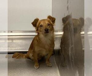 Chihuahua-Unknown Mix Dogs for adoption in Modesto, CA, USA