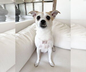 Chihuahua-Unknown Mix Dogs for adoption in Plymouth, MN, USA