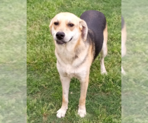 Small Labrador Retriever Mix