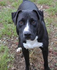 Labrador Retriever Dogs for adoption in Cochran, GA, USA