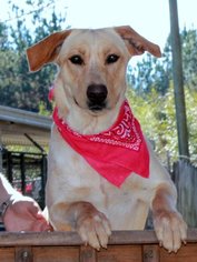 Labrador Retriever-Unknown Mix Dogs for adoption in Wetumpka, AL, USA